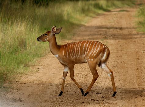 Nyala - a South African antelope | African animals, African antelope ...