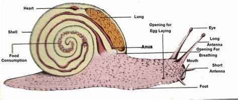 Pin on Snails and slugs