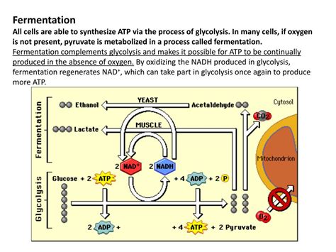 PPT - Cellular Respiration & Fermentation in Yeast PowerPoint Presentation - ID:1904296