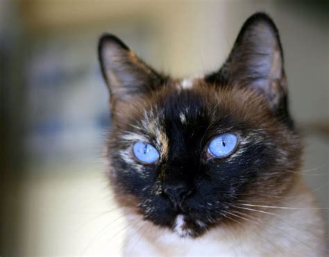 Tortie Point Siamese Cats - Siamese Of Day