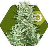 Big Bud XXL Automatic (de Zambeza) :: Info de Variedad