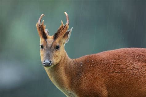 Indian Muntjac Deer Facts & Info (Muntiacus muntjak) - World Deer