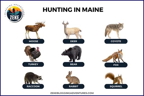 Hunting in Maine [Season Guide 2024 ] - Zeke Adventure Blog