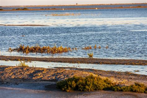 National Park Camargue, Provence, France Stock Photo - Image of natural ...