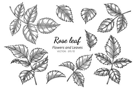 Rose Leaf Drawing