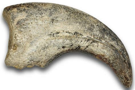 6.5" Spinosaurid Dinosaur (Suchomimus) Hand Claw - Niger (#245024) For Sale - FossilEra.com