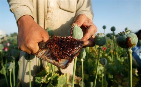 Opium production has set another record in Afghanistan - Business Insider