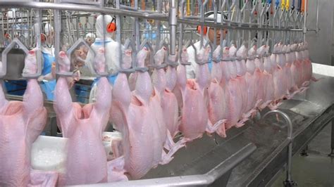 Algeria authorizes import of chicken from Spain | Food Business Africa - Africa's No.1 Food ...