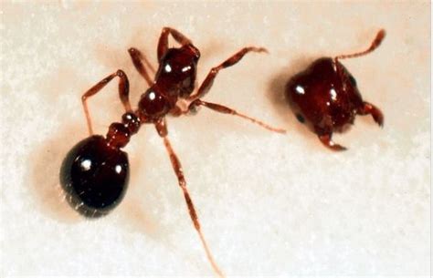 Pictures: "Zombie" Ants Controlled, Decapitated by Flies | Fire ants ...