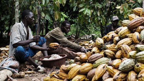 Cocoa-nomics: Why chocolate really doesn't grow on trees - CNN.com