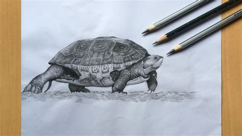 Sea Turtle Pencil Drawing