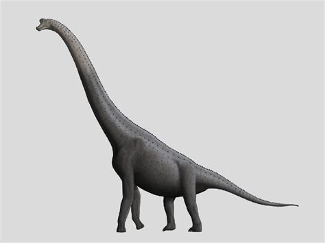 Giraffatitan Pictures & Facts - The Dinosaur Database