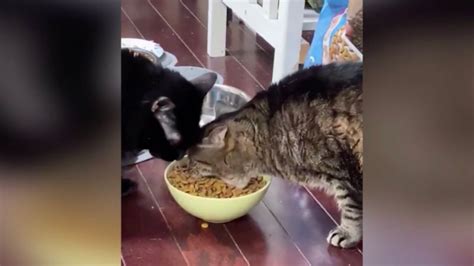 This cat has gone viral on Twitter for eating like a Hungry Hippo