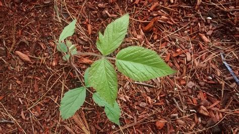 identification - Which of these, if any, are poison ivy? - Gardening & Landscaping Stack Exchange
