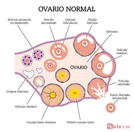 ¿Cuáles son los síntomas de la ovulación?