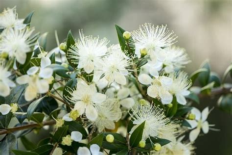 Myrtle Symbolism and Meaning - Symbol Sage