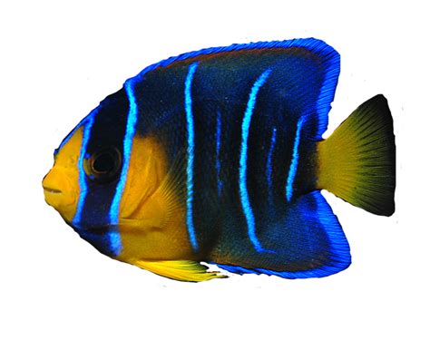 Angelfish Background PNG - PNG Mart