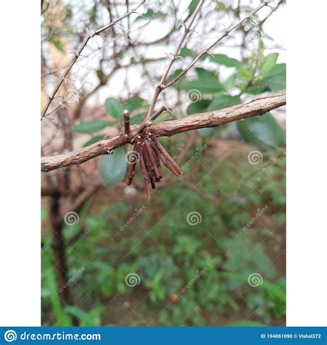 Bagworm larvae in a case stock photo. Image of twig - 194061090