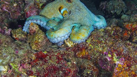 Octopus: Facts, Diet, Anatomy, Habitat | RoundGlass | Sustain