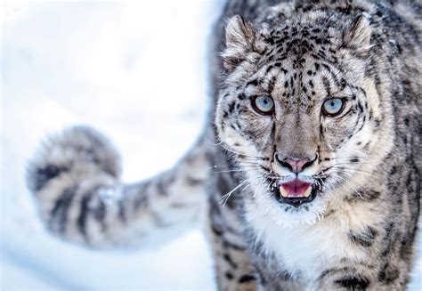 Is the Snow Leopard Endangered Wild Cat? - Catman