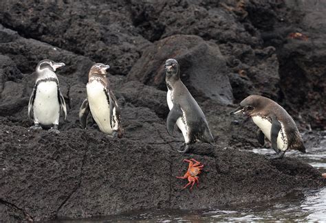 Galapagos penguin - Galapagos Conservation Trust