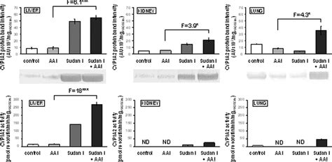 CYP1A2 protein levels (upper panels) in rat microsomes isolated from ...