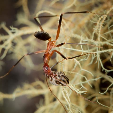 Australian spider ants are elegant little machines - Australian Geographic