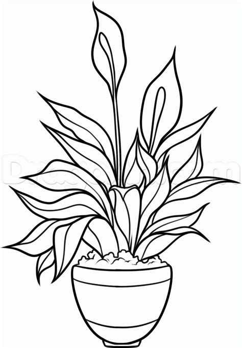 how to draw a peace plant, peace lily step 9 Plant Sketches, Art Drawings Sketches, Easy ...