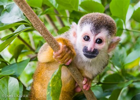 Photos of Adorable Baby Animals in Costa Rica • James Kaiser