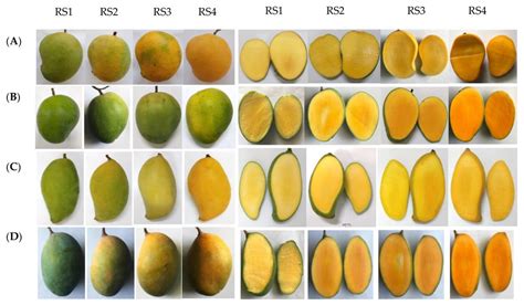 IJPB | Free Full-Text | Characterization of Fruit Quality Traits and Biochemical Properties in ...