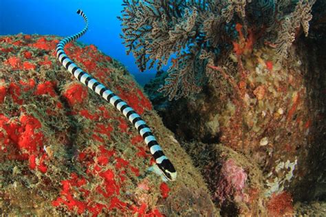 What Do Sea Snakes Eat? - American Oceans