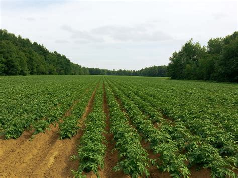 Potato,fields,agriculture,farming,farm - free image from needpix.com