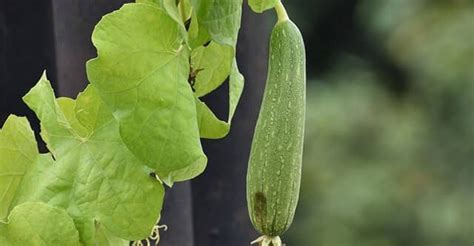 What is ridge gourd (turai)? benefits and nutrition - Beat Diabetes