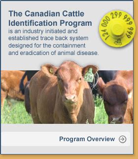 Canada Goes Ahead with RFID Tracking for Cattle