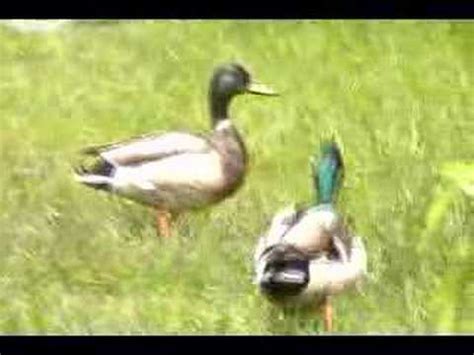 Waddling Ducks - YouTube