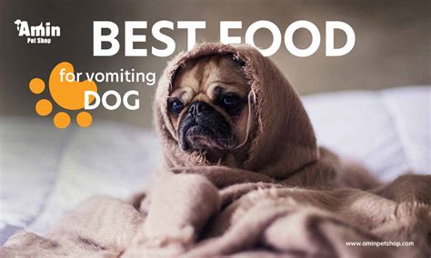 Best food for vomiting dog | 6 Best meals ever!