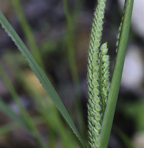 Paspalum dilatatum - Plant Biodiversity of South-Western Morocco