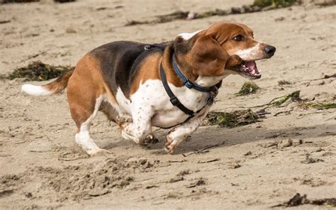 Methods to Train Basset Hound - Strategies and Techniques for Easy ...