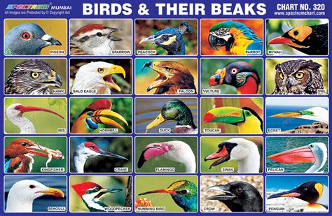 Spectrum Educational Charts: Chart 320 - Birds & Their Beaks