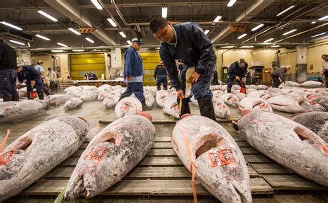 As Tokyo tuna market reopens sought after species remain under severe ...