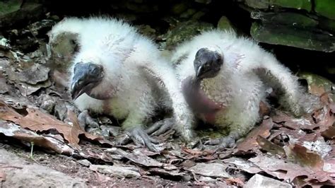 Turkey Vulture chicks defending their nest - YouTube | Vulture, Baby turkey, Baby animals