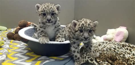 Zoo Babies! New Baby Animals Born in the Zoo - Monthly Updates ...