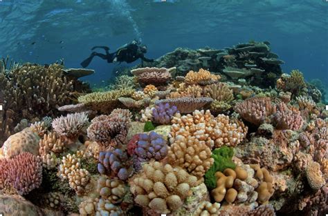 » How Ocean Acidification Came to Be Implicated in Coral Decline Angles / 2020