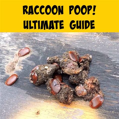 Raccoon Poop: Ultimate Scat Identification Guide - Squirrels at the Feeder