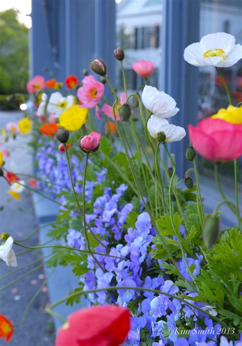 Iceland Poppy - Database Plants