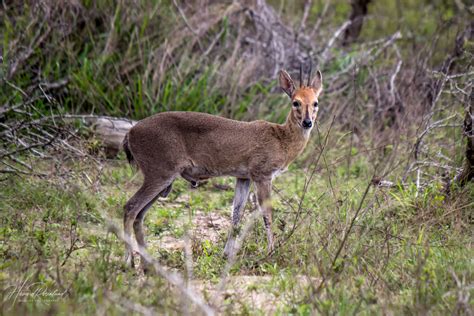 Even-toed Ungulates | Wildlife Vagabond