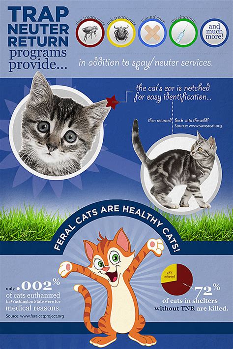 Benefits of Trap Neuter Return Programs, part 2 | Feral kittens, Feral cats, Kittens