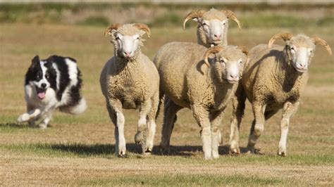 Afbeeldingsresultaat voor border collie herding sheep | Herding sheep, Dog breeds, Border collie ...