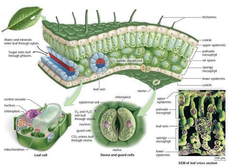 Structure of a leaf