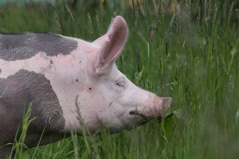 434 Pig Head Side View Photos - Free & Royalty-Free Stock Photos from ...